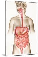 Digestive System-John Bavosi-Mounted Photographic Print