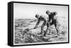 Diggers, C1835-1875-Jean Francois Millet-Framed Stretched Canvas