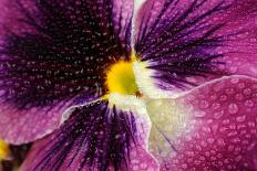 Beautiful Purple Pansy Violet Flower with Water Drops-Digidesign-Stretched Canvas