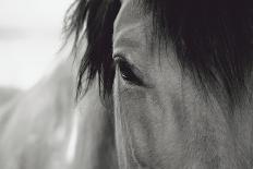 Horse Eye Close-Up-Digidesign-Photographic Print