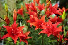 Tiger Lilies on Flower Bed in the Garden-Digidesign-Photographic Print