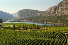 Okanagan Valley Vineyard Scenic, British Columbia-digimax-Photographic Print