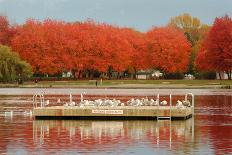 Nicomekl River Marina Morning-digimax-Photographic Print