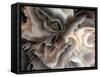 Digital Agate - Natural-null-Framed Stretched Canvas