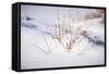 Digital Art Budded Branches In Snow-Anthony Paladino-Framed Stretched Canvas