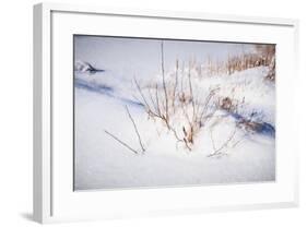Digital Art Budded Branches In Snow-Anthony Paladino-Framed Giclee Print