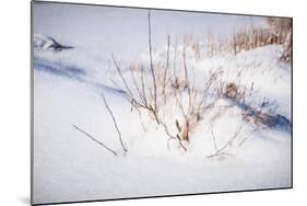 Digital Art Budded Branches In Snow-Anthony Paladino-Mounted Giclee Print