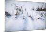 Digital Art Cattails In Winters Snowdrifts-Anthony Paladino-Mounted Giclee Print