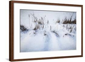 Digital Art Cattails In Winters Snowdrifts-Anthony Paladino-Framed Giclee Print