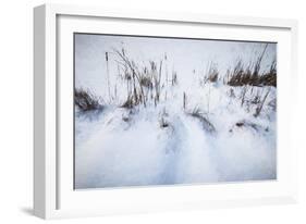 Digital Art Cattails In Winters Snowdrifts-Anthony Paladino-Framed Giclee Print