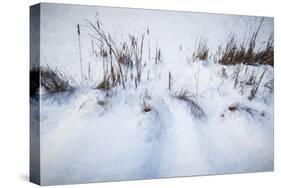Digital Art Cattails In Winters Snowdrifts-Anthony Paladino-Stretched Canvas
