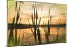 Digital art giant reeds colorful sunset in crayon-Anthony Paladino-Mounted Giclee Print