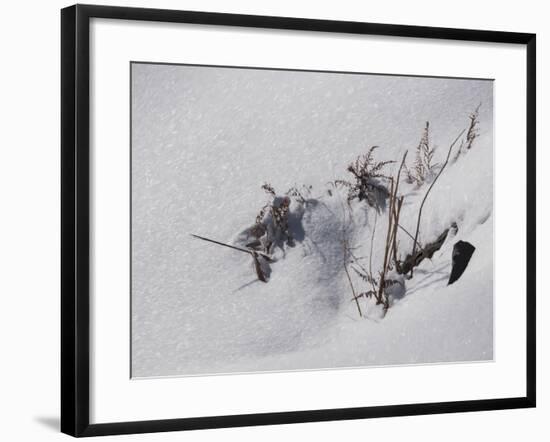 Digital Art Goldenrod Remains In Snow-Anthony Paladino-Framed Giclee Print