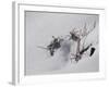 Digital Art Goldenrod Remains In Snow-Anthony Paladino-Framed Giclee Print