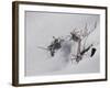 Digital Art Goldenrod Remains In Snow-Anthony Paladino-Framed Giclee Print