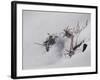 Digital Art Goldenrod Remains In Snow-Anthony Paladino-Framed Giclee Print