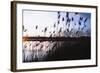 Digital art phragmites in blue sky sunset-Anthony Paladino-Framed Giclee Print