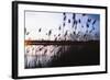 Digital art phragmites in blue sky sunset-Anthony Paladino-Framed Giclee Print