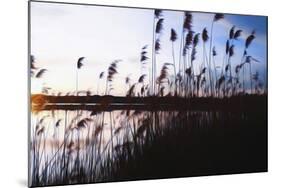 Digital art phragmites in blue sky sunset-Anthony Paladino-Mounted Giclee Print