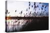 Digital art phragmites in blue sky sunset-Anthony Paladino-Stretched Canvas