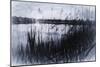 Digital art phragmites in gray pencil sketch-Anthony Paladino-Mounted Giclee Print