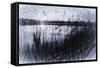 Digital art phragmites in gray pencil sketch-Anthony Paladino-Framed Stretched Canvas