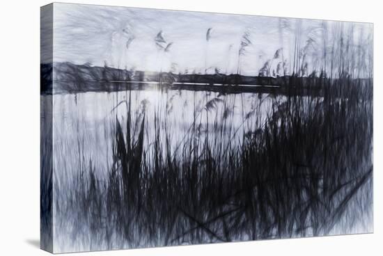 Digital art phragmites in gray pencil sketch-Anthony Paladino-Stretched Canvas