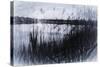 Digital art phragmites in gray pencil sketch-Anthony Paladino-Stretched Canvas