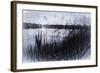 Digital art phragmites in gray pencil sketch-Anthony Paladino-Framed Giclee Print