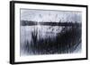 Digital art phragmites in gray pencil sketch-Anthony Paladino-Framed Giclee Print