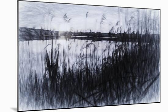 Digital art phragmites in gray pencil sketch-Anthony Paladino-Mounted Giclee Print