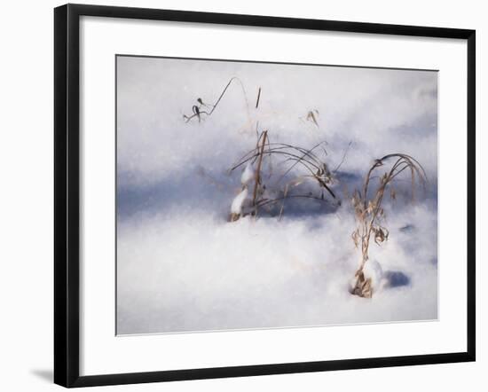 Digital Art Reminiscence Of Plants In Snow-Anthony Paladino-Framed Giclee Print