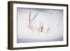 Digital Art Stubble In Fresh Snow-Anthony Paladino-Framed Giclee Print