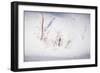 Digital Art Stubble In Fresh Snow-Anthony Paladino-Framed Giclee Print