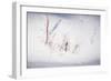 Digital Art Stubble In Fresh Snow-Anthony Paladino-Framed Giclee Print