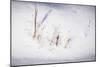 Digital Art Stubble In Fresh Snow-Anthony Paladino-Mounted Giclee Print