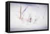 Digital Art Stubble In Fresh Snow-Anthony Paladino-Framed Stretched Canvas