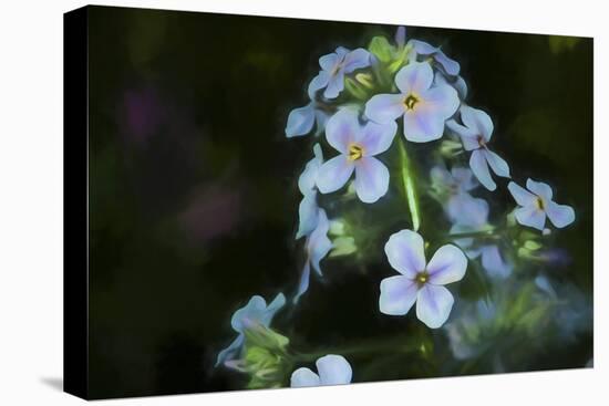 Digital art wild cyan and purple flowers-Anthony Paladino-Stretched Canvas