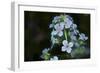 Digital art wild cyan and purple flowers-Anthony Paladino-Framed Giclee Print