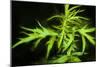 Digital art wild green plant leafs-Anthony Paladino-Mounted Giclee Print