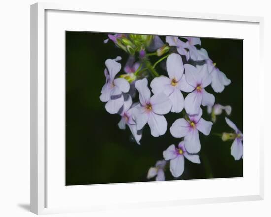 Digital art wild purple and pink flowers-Anthony Paladino-Framed Giclee Print