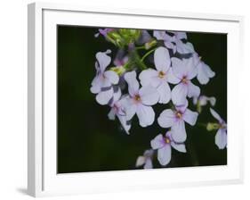 Digital art wild purple and pink flowers-Anthony Paladino-Framed Giclee Print