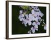 Digital art wild purple and pink flowers-Anthony Paladino-Framed Giclee Print