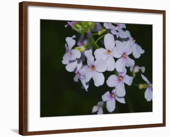 Digital art wild purple and pink flowers-Anthony Paladino-Framed Giclee Print