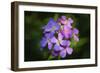 Digital art wild purple flowers close up-Anthony Paladino-Framed Giclee Print