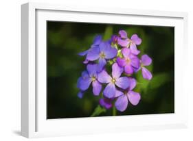 Digital art wild purple flowers close up-Anthony Paladino-Framed Giclee Print