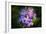 Digital art wild purple flowers close up-Anthony Paladino-Framed Giclee Print