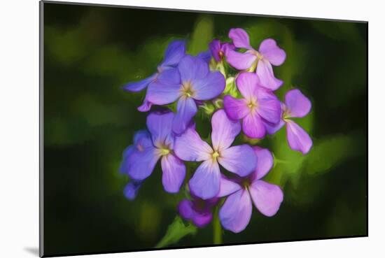 Digital art wild purple flowers close up-Anthony Paladino-Mounted Giclee Print