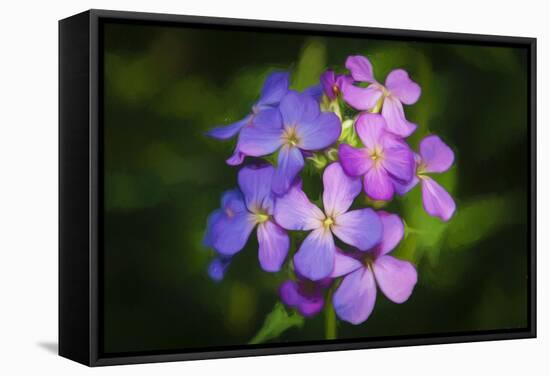 Digital art wild purple flowers close up-Anthony Paladino-Framed Stretched Canvas