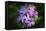 Digital art wild purple flowers close up-Anthony Paladino-Framed Stretched Canvas